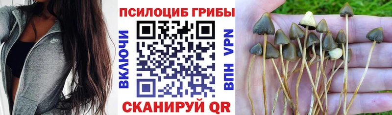 закладка  mega как зайти  это Telegram  Бежецк  Галлюциногенные грибы GOLDEN TEACHER 